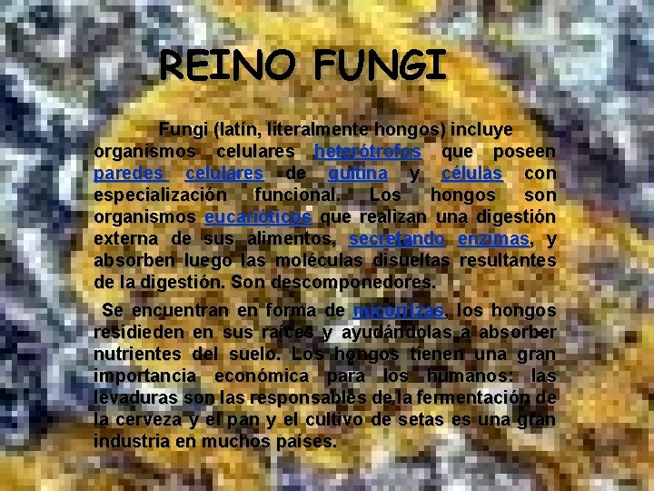 REINO FUNGI Fungi (latín, literalmente hongos) incluye organismos celulares heterótrofos que poseen paredes celulares
