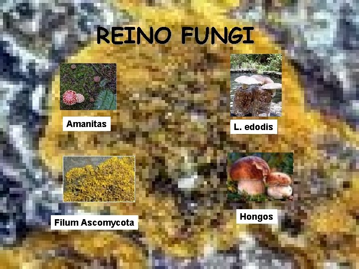 REINO FUNGI Amanitas Filum Ascomycota L. edodis Hongos 