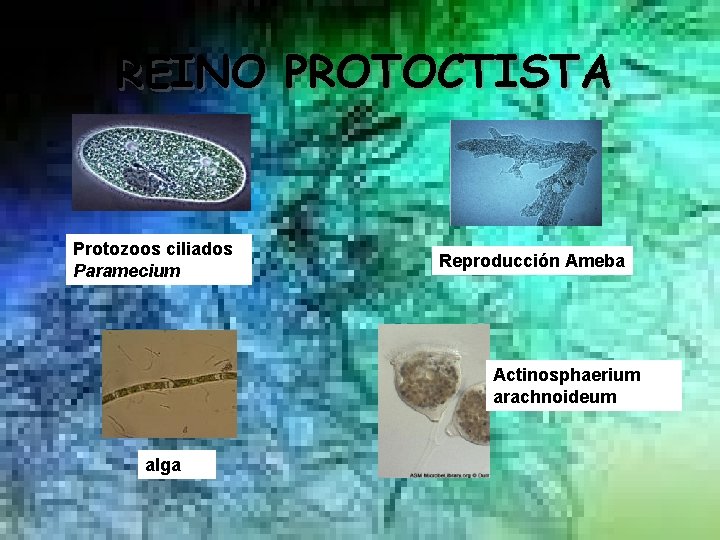REINO PROTOCTISTA Protozoos ciliados Paramecium Reproducción Ameba Actinosphaerium arachnoideum alga 