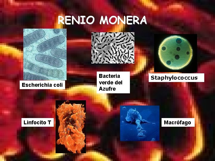 RENIO MONERA Escherichia coli Linfocito T Bacteria verde del Azufre Staphylococcus Macrófago 