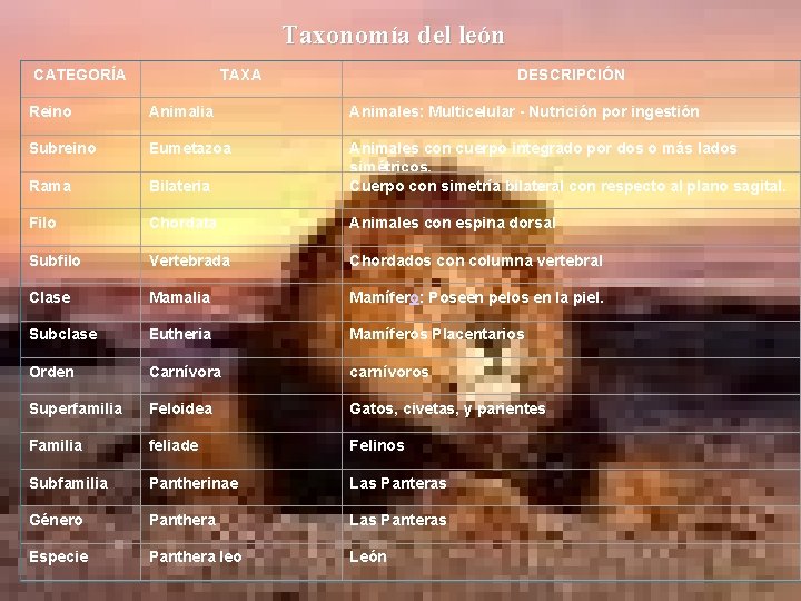 Taxonomía del león CATEGORÍA TAXA DESCRIPCIÓN Reino Animalia Animales: Multicelular - Nutrición por ingestión