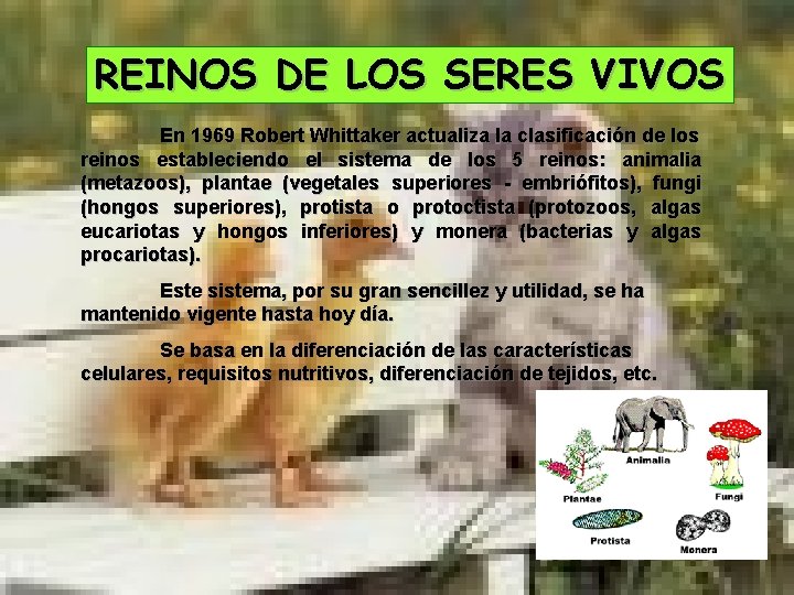 REINOS DE LOS SERES VIVOS En 1969 Robert Whittaker actualiza la clasificación de los