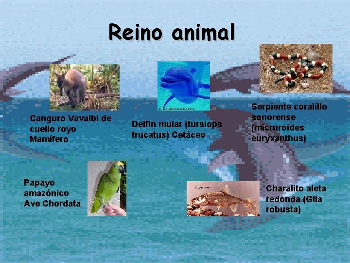 Reino animal Canguro Vavalbi de cuello royo Mamífero Papayo amazónico Ave Chordata Delfin mular