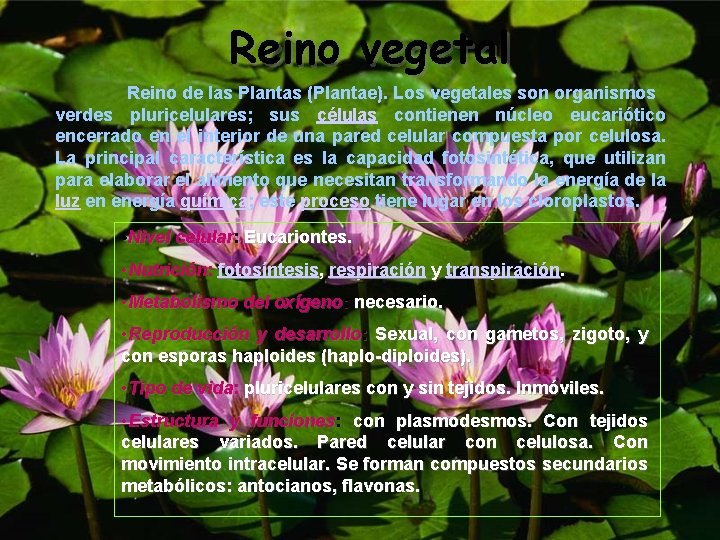 Reino vegetal Reino de las Plantas (Plantae). Los vegetales son organismos verdes pluricelulares; sus