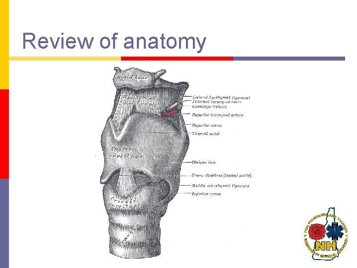 Review of anatomy Review of anatomy