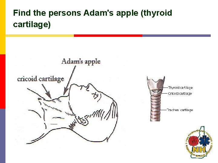 Find the persons Adam's apple (thyroid cartilage) Find the persons Adam's apple (thyroid cartilage)