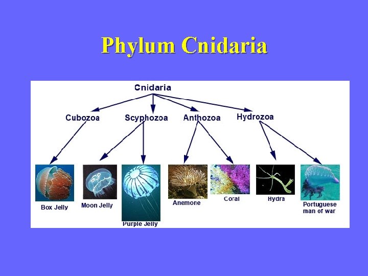 Phylum Cnidaria 