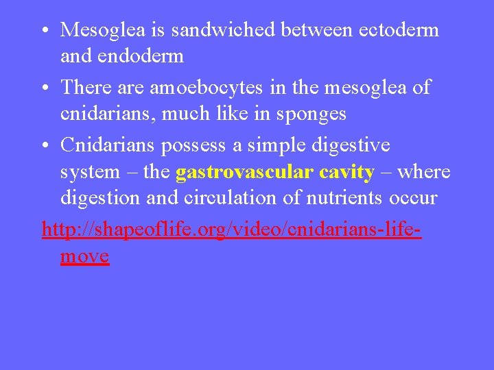  • Mesoglea is sandwiched between ectoderm and endoderm • There amoebocytes in the