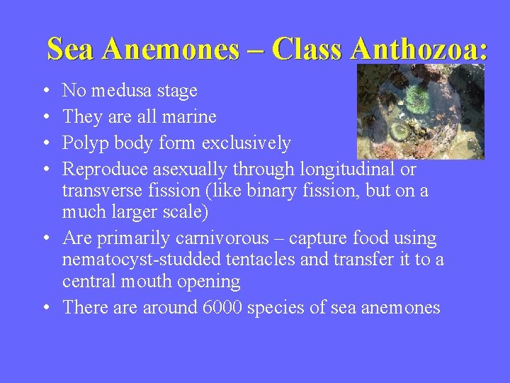 Sea Anemones – Class Anthozoa: • • No medusa stage They are all marine