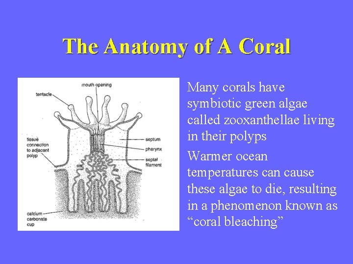 The Anatomy of A Coral • Many corals have symbiotic green algae called zooxanthellae