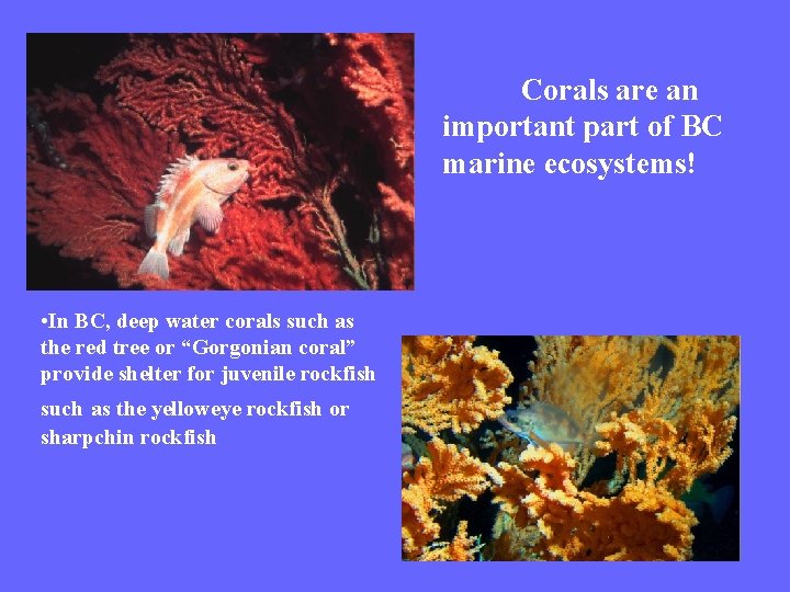 Corals are an important part of BC marine ecosystems! • In BC, deep water