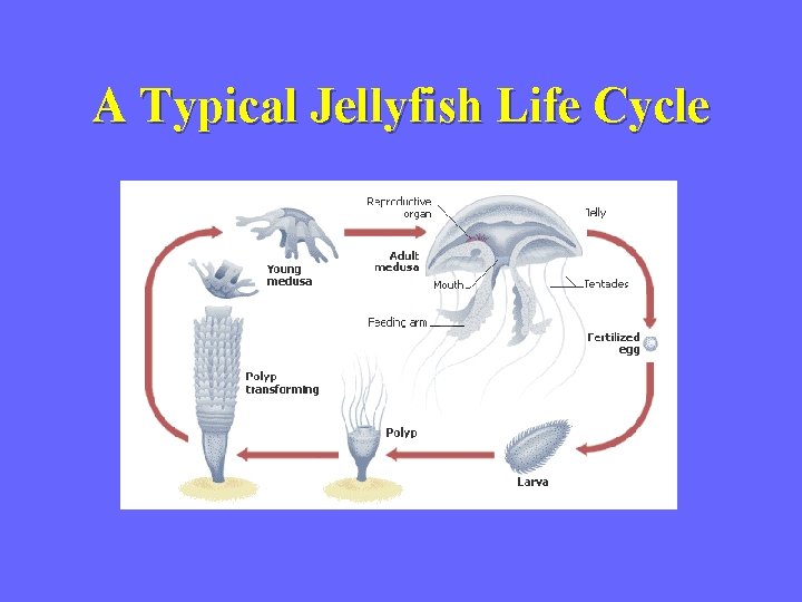 A Typical Jellyfish Life Cycle 