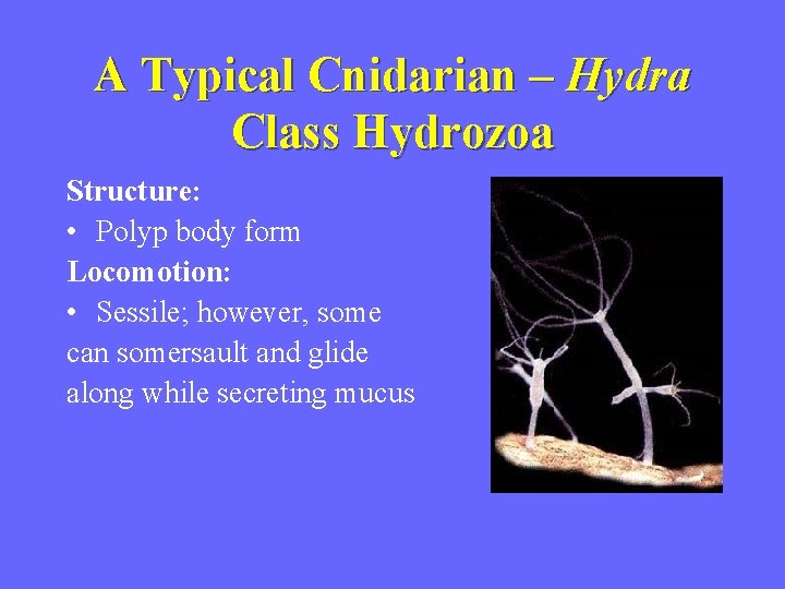 A Typical Cnidarian – Hydra Class Hydrozoa Structure: • Polyp body form Locomotion: •