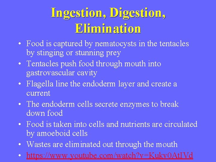 Ingestion, Digestion, Elimination • Food is captured by nematocysts in the tentacles by stinging