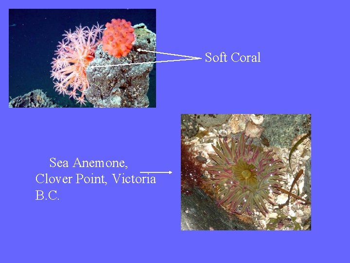 Soft Coral Sea Anemone, Clover Point, Victoria B. C. 