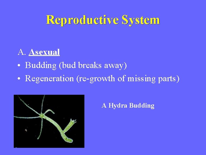 Reproductive System A. Asexual • Budding (bud breaks away) • Regeneration (re growth of