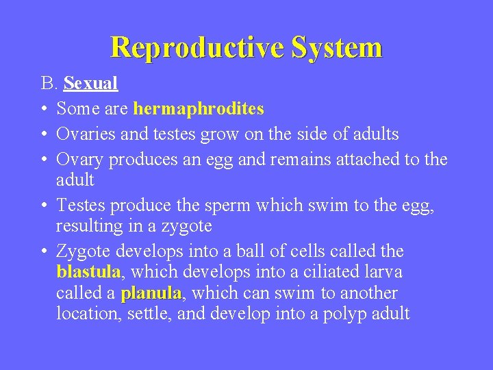 Reproductive System B. Sexual • Some are hermaphrodites • Ovaries and testes grow on