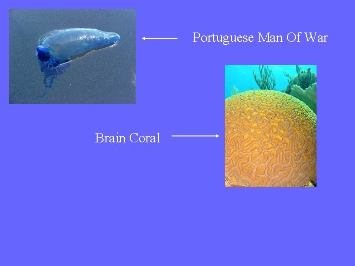 Portuguese Man Of War Brain Coral 