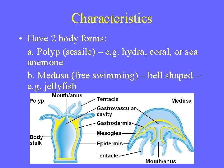 Characteristics • Have 2 body forms: a. Polyp (sessile) – e. g. hydra, coral,