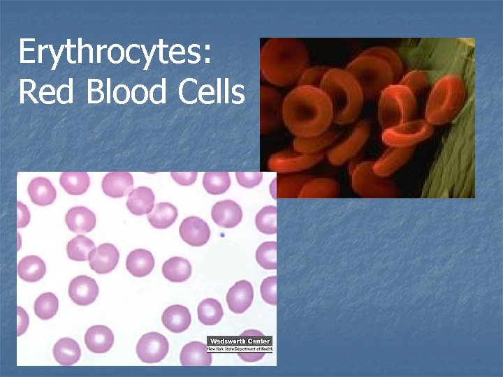 Erythrocytes: Red Blood Cells 