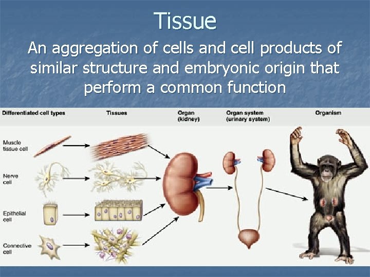 Tissue An aggregation of cells and cell products of similar structure and embryonic origin