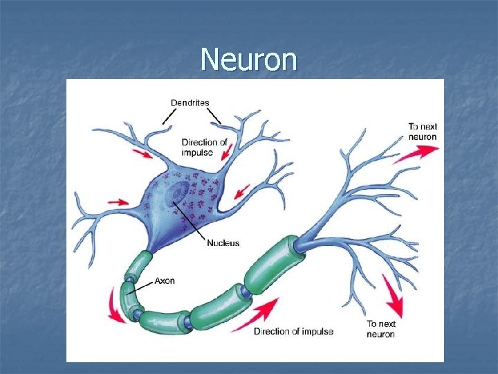 Neuron 