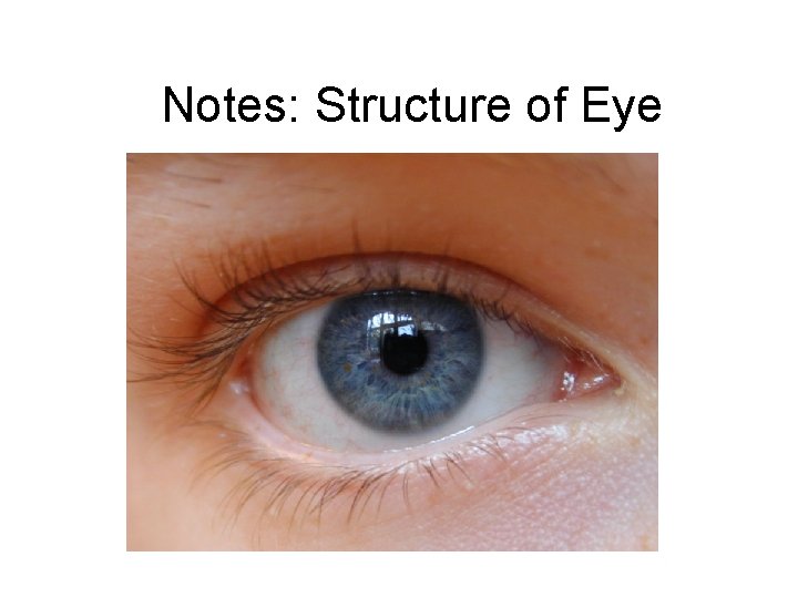 Notes: Structure of Eye 