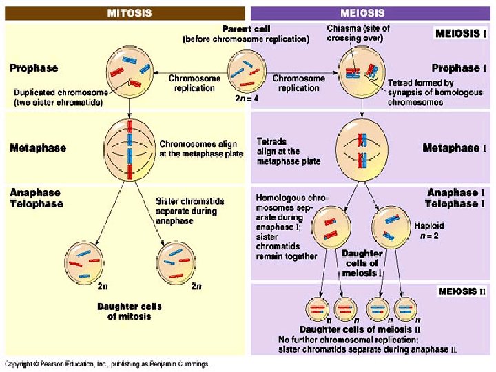 Unit 4 Genetics Section 11 4 MEIOSIS GENES