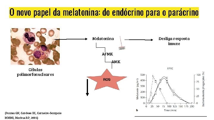 O novo papel da melatonina: do endócrino para o parácrino Melatonina AFMK AMK Células