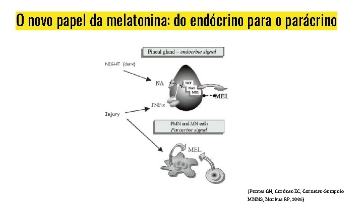O novo papel da melatonina: do endócrino para o parácrino (Pontes GN, Cardoso EC,