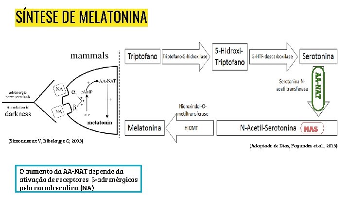 SÍNTESE DE MELATONINA AA-NAT NAS (Simonneaux V, Ribelayga C; 2003) O aumento da AA-NAT