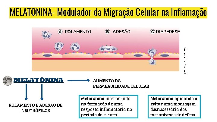 MELATONINA- Modulador da Migração Celular na Inflamação ROLAMENTO ADESÃO DIAPEDESE Biomedicina Surreal MELATONINA ROLAMENTO