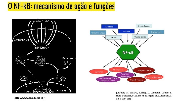 O NF-k. B: mecanismo de ação e funções (http: //www. bu. edu/nf-kb/) (Jeremy S.