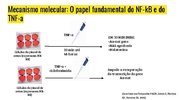 Mecanismo molecular: O papel fundamental do NF-k. B e do TNF-a Células da pineal