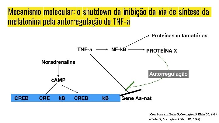 Mecanismo molecular: o shutdown da inibição da via de síntese da melatonina pela autorregulação