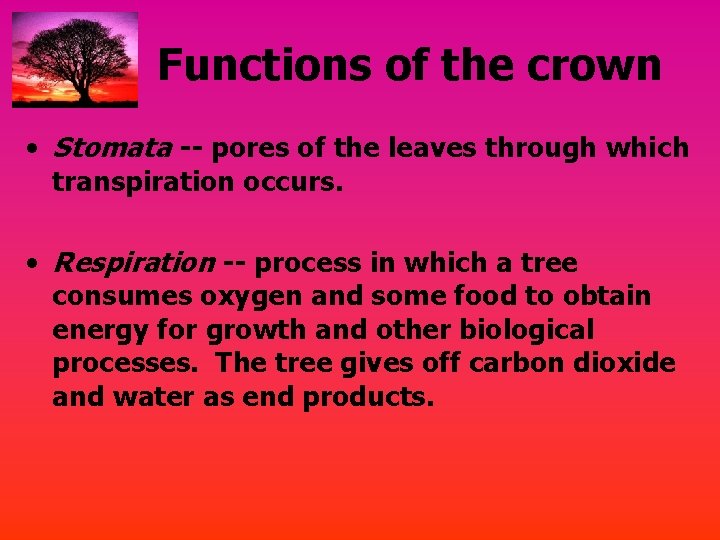 Functions of the crown • Stomata -- pores of the leaves through which transpiration