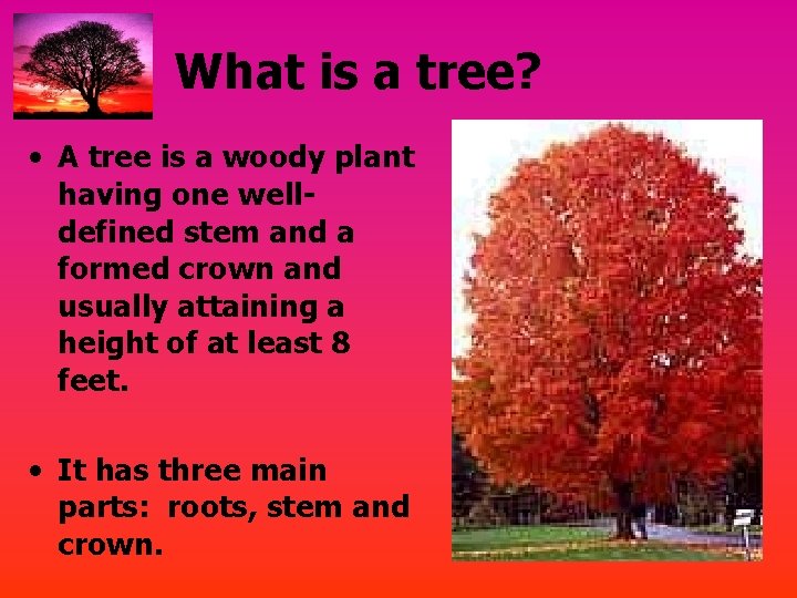 What is a tree? • A tree is a woody plant having one welldefined
