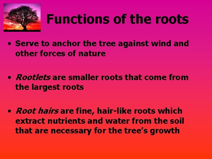 Functions of the roots • Serve to anchor the tree against wind and other