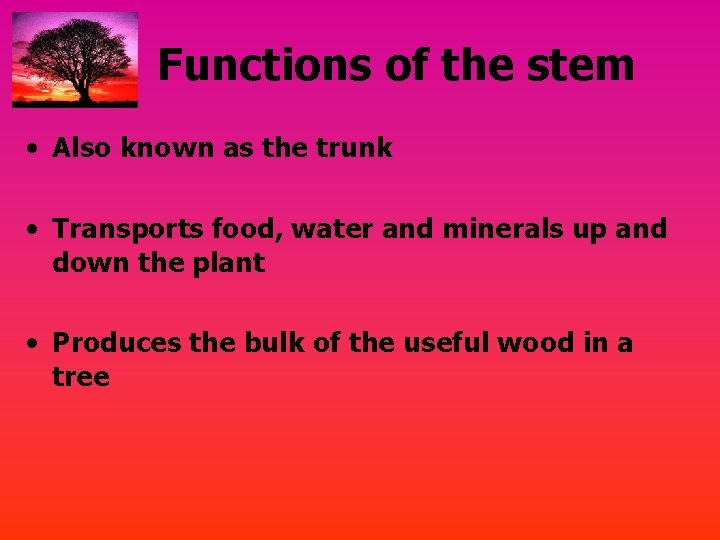 Functions of the stem • Also known as the trunk • Transports food, water