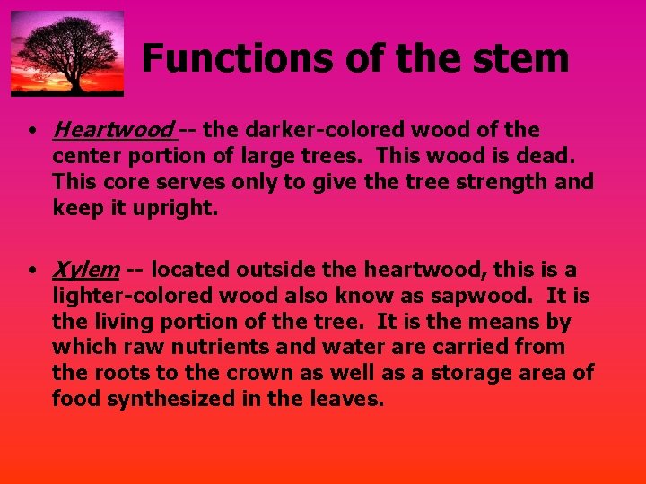 Functions of the stem • Heartwood -- the darker-colored wood of the center portion