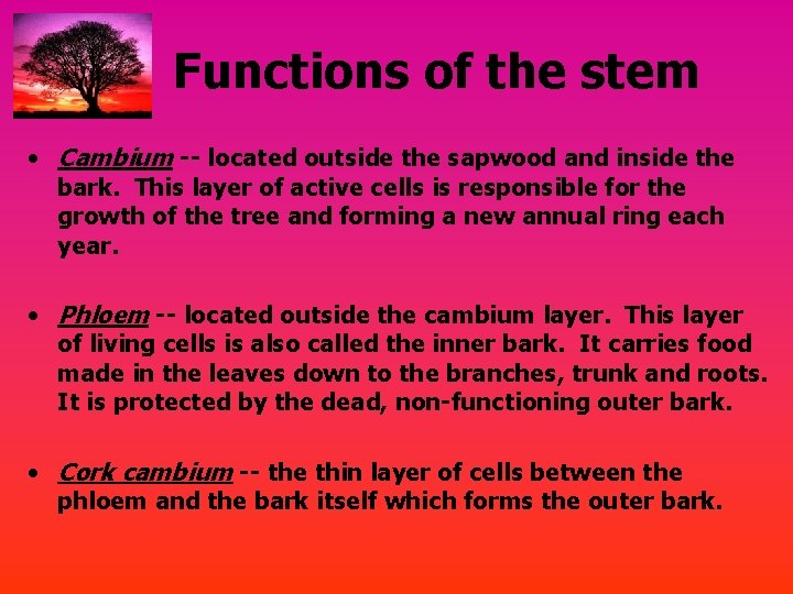 Functions of the stem • Cambium -- located outside the sapwood and inside the