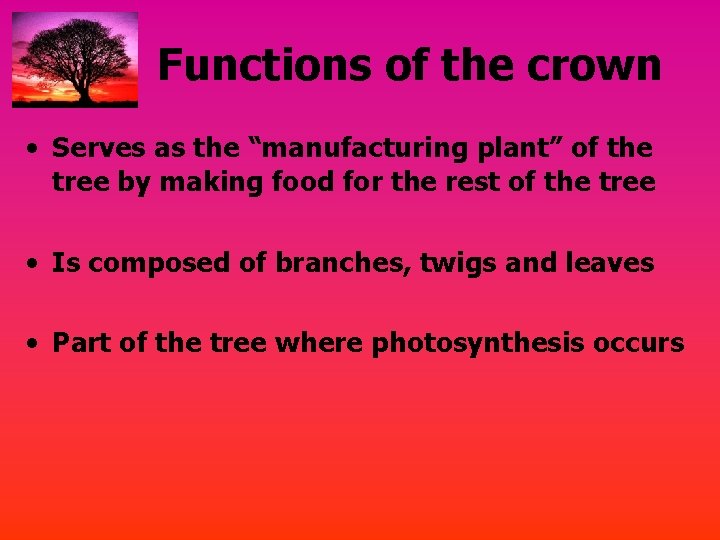 Functions of the crown • Serves as the “manufacturing plant” of the tree by