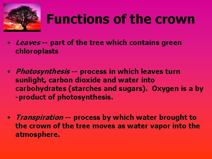 Functions of the crown • Leaves -- part of the tree which contains green