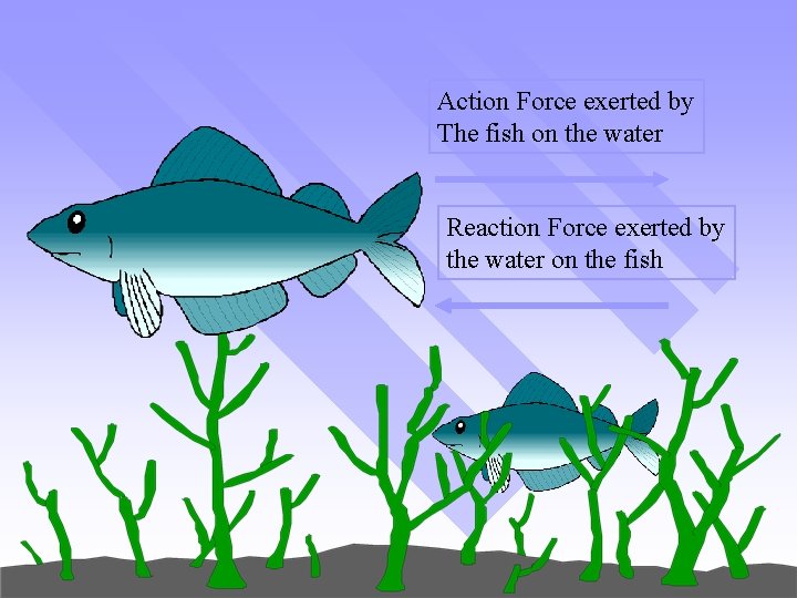 Action Force exerted by The fish on the water Reaction Force exerted by the