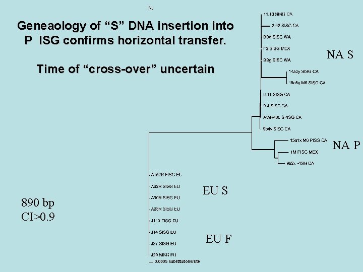 Geneaology of “S” DNA insertion into P ISG confirms horizontal transfer. NA S Time