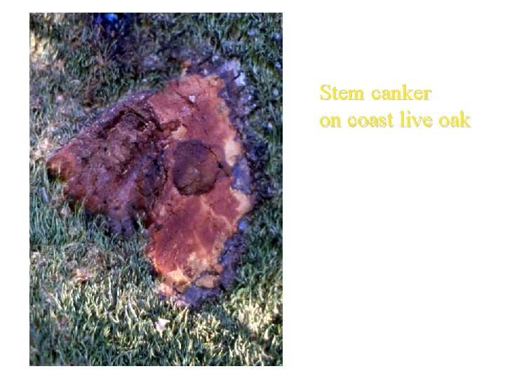 Stem canker on coast live oak 