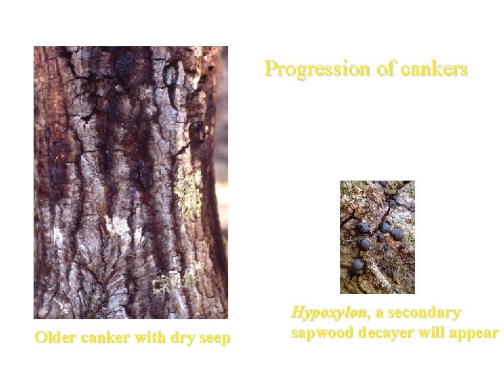 Progression of cankers Older canker with dry seep Hypoxylon, a secondary sapwood decayer will