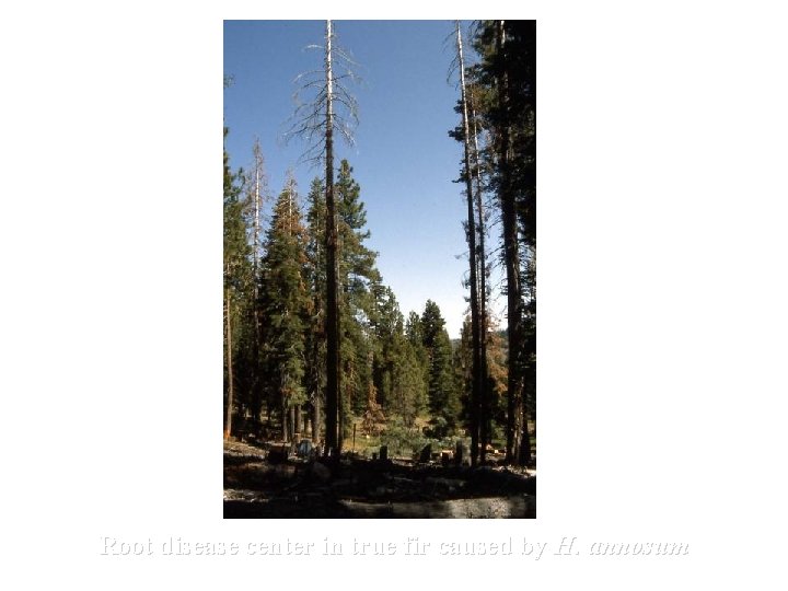 Root disease center in true fir caused by H. annosum 
