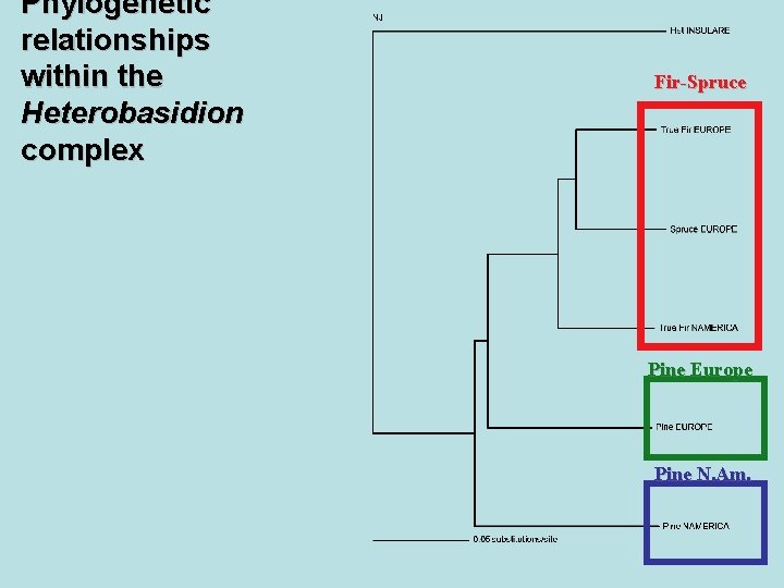 Phylogenetic relationships within the Heterobasidion complex Fir-Spruce Pine Europe Pine N. Am. 