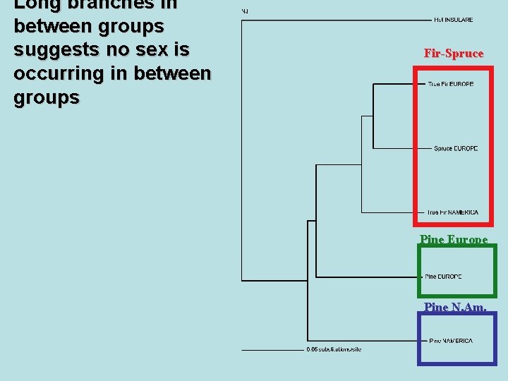 Long branches in between groups suggests no sex is occurring in between groups Fir-Spruce